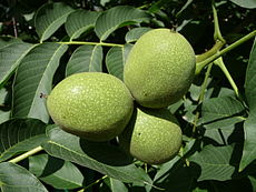 آغاز طرح سرشاخه كاري درختان گردو در شهرستان بهار