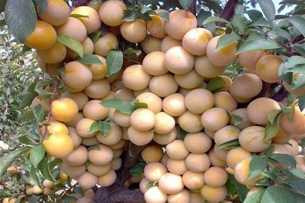 برداشت ۳ هزار و ۸۵۰ تنی آلو از باغات شهرستان بهار