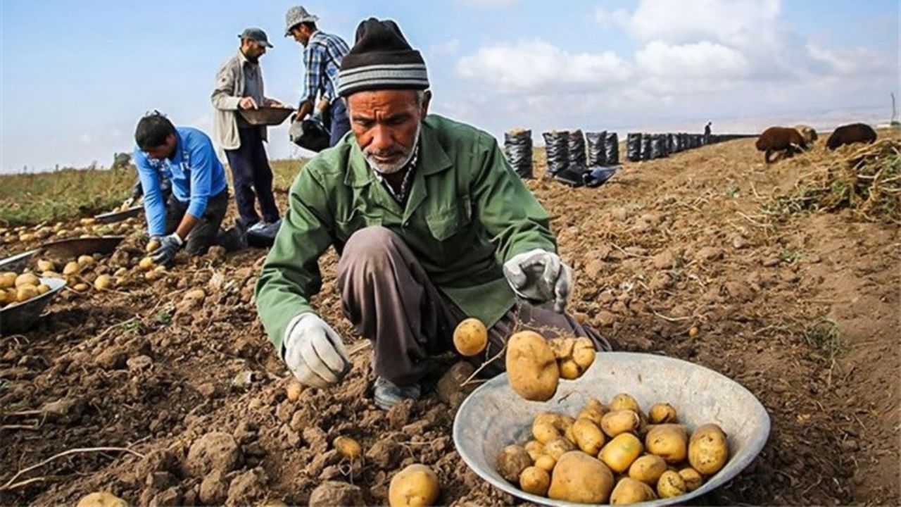همدان بی‌آب، رتبه‌دار برتر تولید سیب‌زمینی کشور!