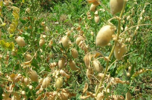 کشت نخود به روش انتظاری در شهرستان بهار