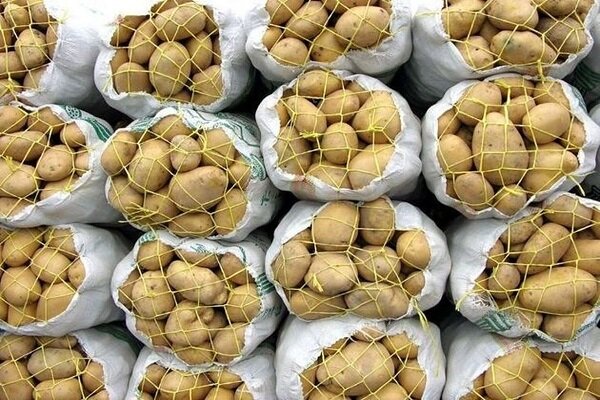 کشف بیش از ۳۰ هزار سیب زمینی دپو شده در استان همدان