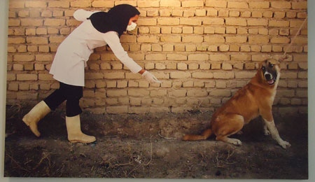دامپزشکی ها از محدوده شهری جا به جا می‌شوند