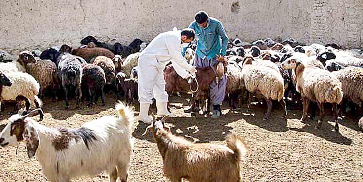 کاهش ۴۵درصدی کانون بیماری‌های دامی استان