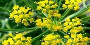 کاشت گیاه دارویی آنغوزه برای اولین بار در شهرستان بهار