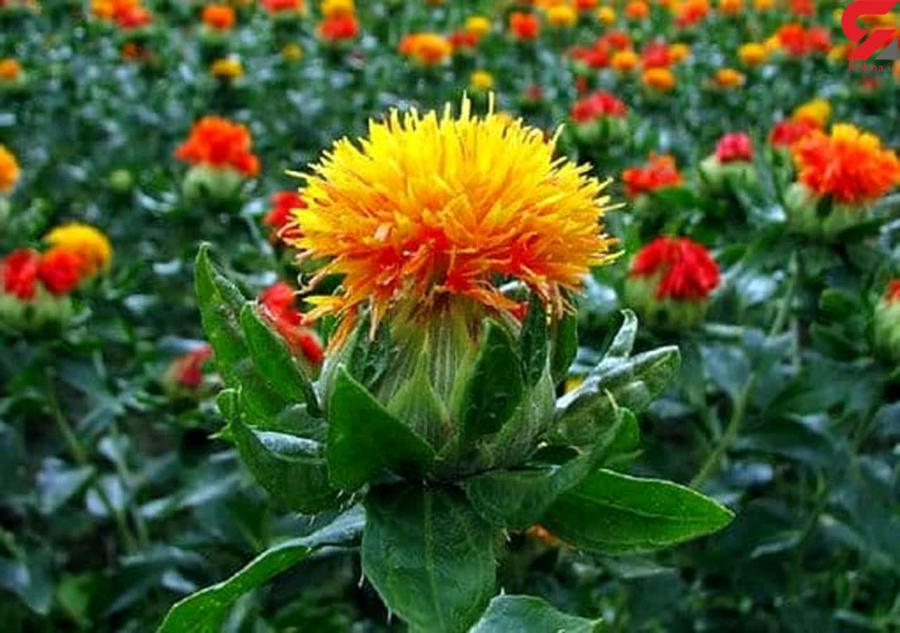 کشت گلرنگ در دیم زارهای شهرستان بهار