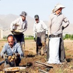 یک شبه مرزها بسته می شود، ضررش را کشاورز باید بدهد
