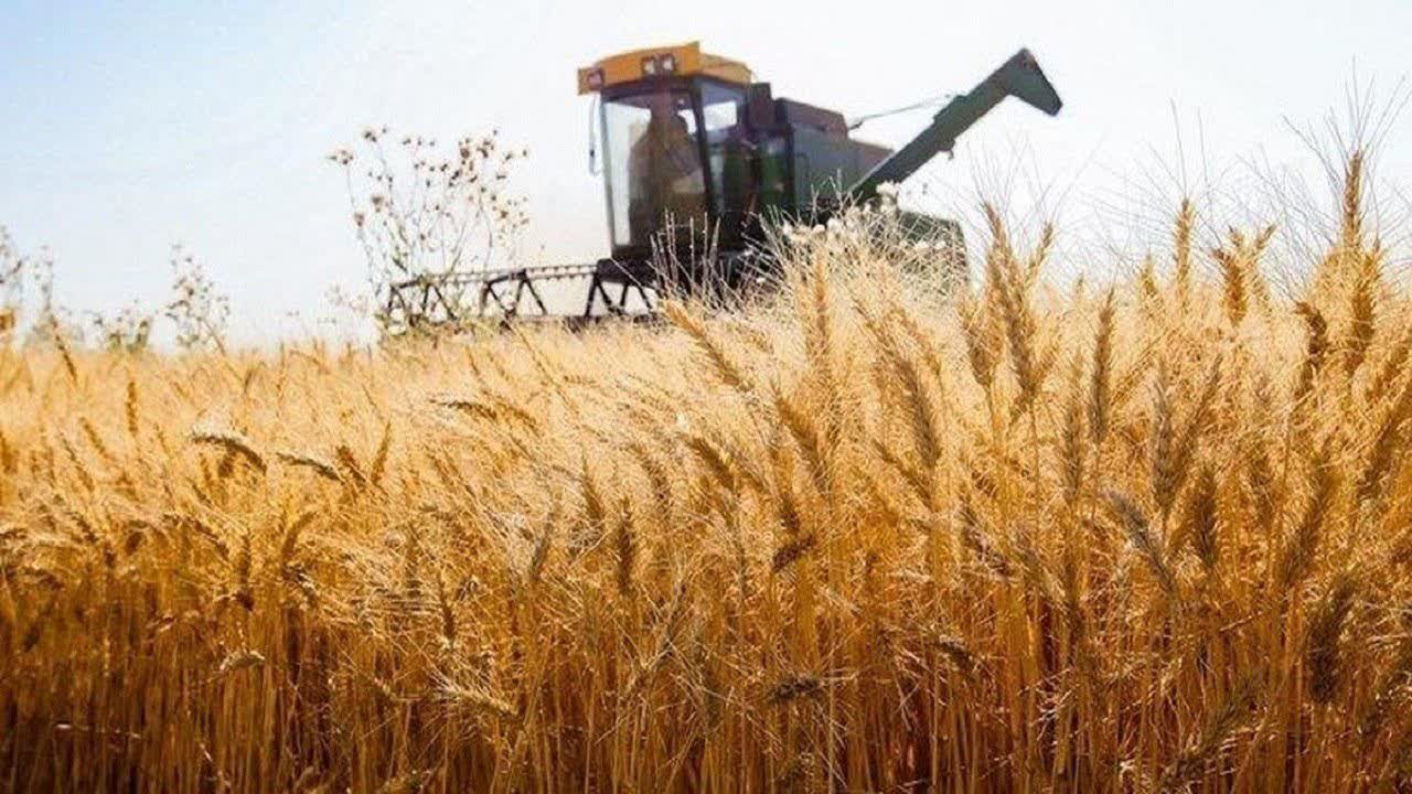 نرخ خرید تضمینی گندم تصویب و ابلاغ شد