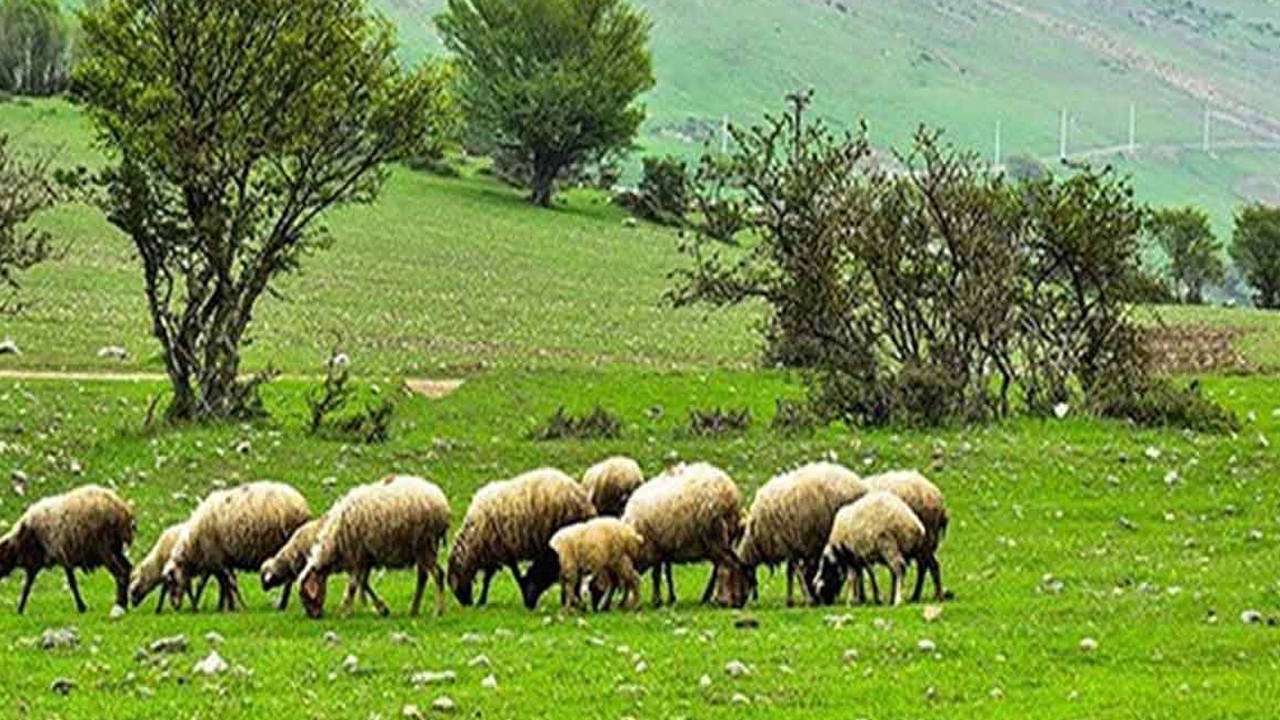 مهلت تعیین فرد جایگزین مرتعدار متوفی تمدید شد