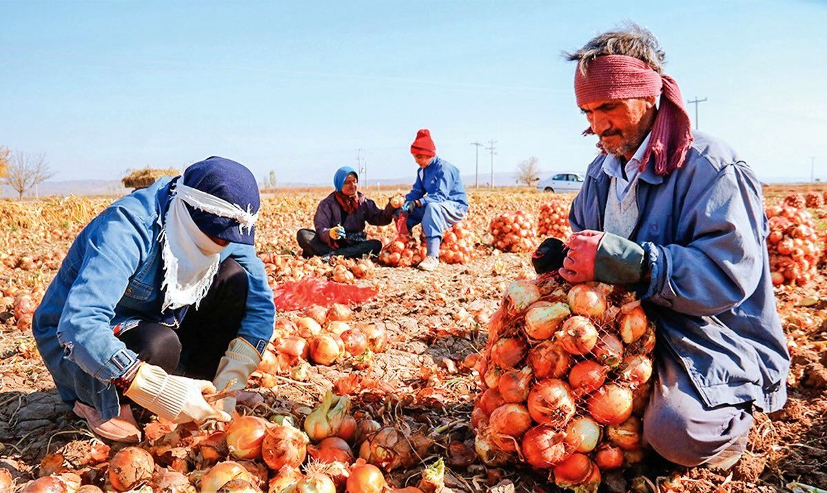 کف قیمت پیاز در میوه‌فروشی‌ها ۳۵ هزار تومان است / در اسفندماه پیاز ۱۰ هزار تومان بود