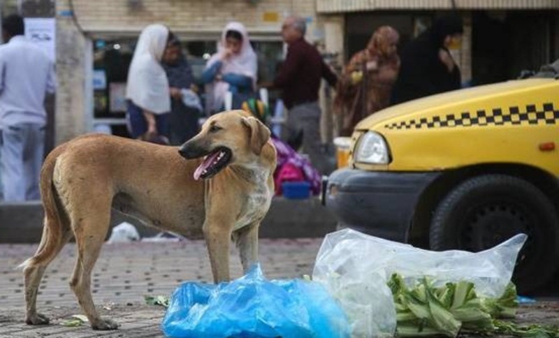 جمع آوری، زنده گیری و اتلاف حیوانات ناقل بیماری میان انسان و حیوان(سگ‌های ولگرد) در سال چندین مرتبه طبق قانون و مصوبات ارگان‌های ذیربط و با هماهنگی شهرداری توسط پیمانکار مربوطه انجام می شود