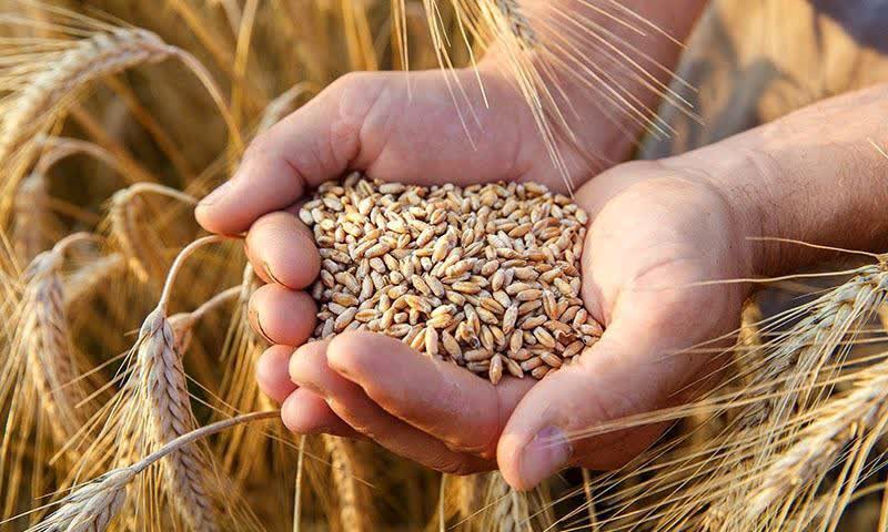 پیش بینی افزایش ۲۰ درصدی خرید گندم در همدان
