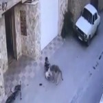 لحظه حمله سگ ولگرد به دختر ۸ساله نکایی