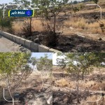 آسیب رساندن به فضای سبز با سوزاندن بقایای گیاهی
