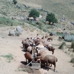 نصب ۳ ستگاه آبشخور در مراتع روستای وهنان