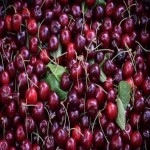 جشنواره آلبالو در ملایر برگزار می‌شود