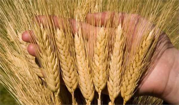 11 هزار میلیارد تومان از مطالبات گندم‌کاران استان همدان پرداخت شد/کبودراهنگ در رتبه نخست خرید تضمینی گندم