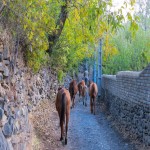 روستای گردی در همدان، جاذبه‌ای برای تمام فصول