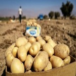 کشاورز، محتکر نیست! قانون را درست اجرا کنیم!