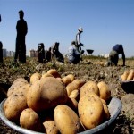 بحران تکراری در بازار سیب‌زمینی (ناکارآمدی سیاست‌های تنظیم بازار)