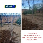هر تولد کاشت یک نهال، با شروعی برای سبز کردن زمین