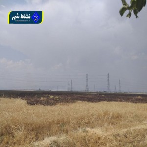 آتش گرفتن چندین هکتار کشت گندم روزگذشته در منطقه کوزه گران