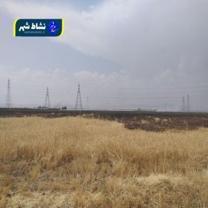 آتش گرفتن چندین هکتار کشت گندم روزگذشته در منطقه کوزه گران