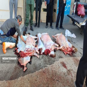 گزارش تصویری از تهیه وذبح ۸ راس گوسفند جهت رفع بلا از سطح شهر بهار