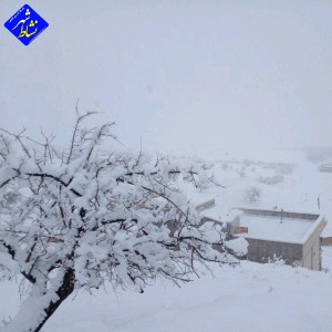 گزارش تصویری از بارش برف امروز در روستای زاغه
