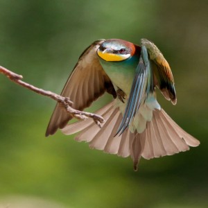 نگاهی به نمونه آثار عکاسی مسعود رحیمی