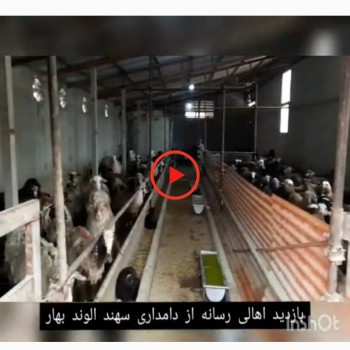 ? حضور خبرنگاران در تور رسانه ای جهاد کشاورزی بهار و بازدید از دامپروری سهند الوند با ۱۴۰۰ راس دام